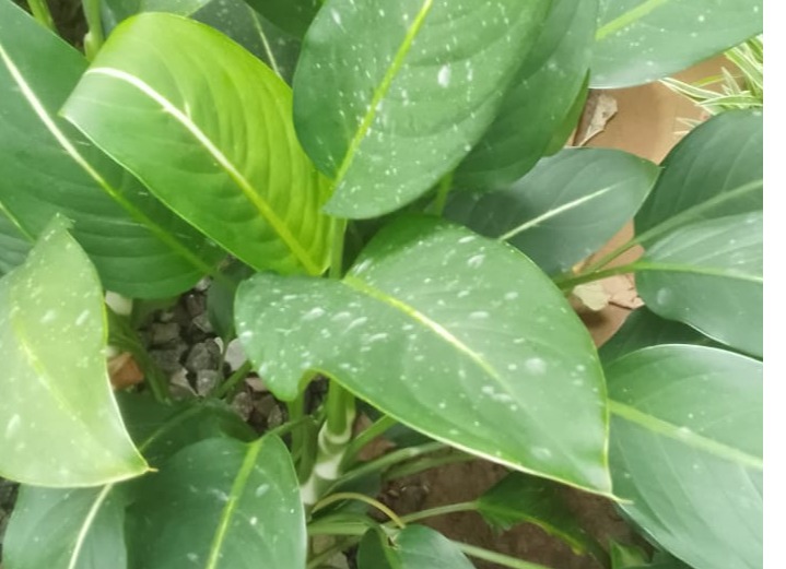 variety of potato leaves