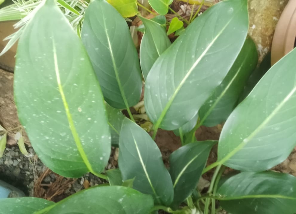 variety of potato leaves