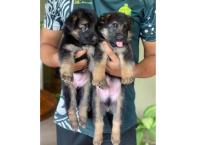 Germen Sheperd Puppies