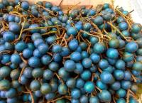 Blue Olives (Nil Veralu)