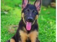 German Shepherd Long Coat Puppy