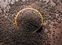 Mustard Seeds/අබ