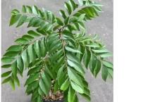 Leaf, Dried Curry leaves