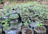 පැශන් ෆෘට් පැල තොග සහා සිල්ලර