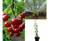 Cherry fruit plant