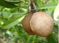 හොදින් පළදරන ලද පළතුරු ගස් / BEARING FRUIT TREES