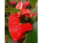 Anthurium plants