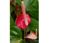 Anthurium plants