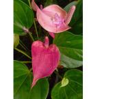 Anthurium plants