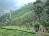 Embrace the serene beauty of Sri Lanka's famed tea country with our exclusive land sale in Nuwara Eliya.