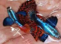 Ornamental Fish Gappi wholesale