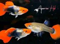 Ornamental Fish Gappi wholesale