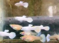 Ornamental Fish Gappi wholesale