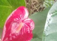 Anthurium flowers