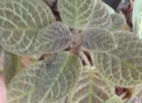 brown colour hanging plant