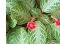 green colour hanging plant