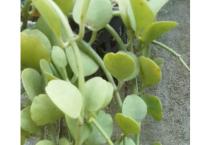 round leaf hanging plant